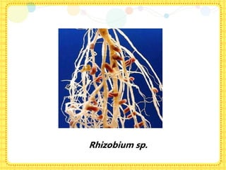 Rhizobium sp.
 