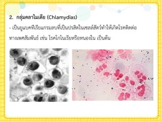 2. กลุ่มคลาไมเดีย (Chlamydias)
- เป็นยูแบคทีเรียแกรมลบที่เป็นปรสิตในเซลล์สัตว์ท้าให้เกิดโรคติดต่อ
ทางเพศสัมพันธ์ เช่น โรคโกโนเรียหรือหนองใน เป็นต้น
 