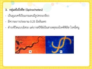 3. กลุ่มสไปโรคีท (Spirochetes)
- เป็นยูแบคทีเรียแกรมลบมีรูปทรงเกลียว
- มีความยาวประมาณ 0.25 มิลลิเมตร
- ด้ารงชีวิตแบบอิสระ แต่บางสปีชีส์เป็นสาเหตุของโรคซิฟิลิส โรคฉี่หนู
 
