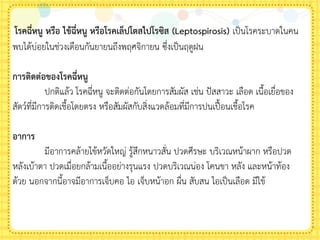 โรคฉี่หนู หรือ ไข้ฉี่หนู หรือโรคเล็ปโตสไปโรซิส (Leptospirosis) เป็นโรคระบาดในคน
พบได้บ่อยในช่วงเดือนกันยายนถึงพฤศจิกายน ซึ่งเป็นฤดูฝน
การติดต่อของโรคฉี่หนู
ปกติแล้ว โรคฉี่หนู จะติดต่อกันโดยการสัมผัส เช่น ปัสสาวะ เลือด เนือเยื่อของ
สัตว์ที่มีการติดเชือโดยตรง หรือสัมผัสกับสิ่งแวดล้อมที่มีการปนเปื้อนเชือโรค
อาการ
มีอาการคล้ายไข้หวัดใหญ่ รู้สึกหนาวสั่น ปวดศีรษะ บริเวณหน้าผาก หรือปวด
หลังเบ้าตา ปวดเมื่อยกล้ามเนืออย่างรุนแรง ปวดบริเวณน่อง โคนขา หลัง และหน้าท้อง
ด้วย นอกจากนีอาจมีอาการเจ็บคอ ไอ เจ็บหน้าอก ผื่น สับสน ไอเป็นเลือด มีไข้
 