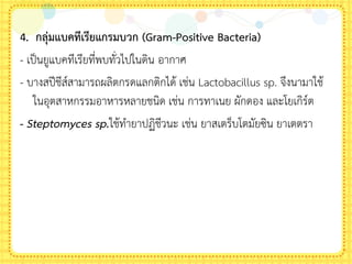 4. กลุ่มแบคทีเรียแกรมบวก (Gram-Positive Bacteria)
- เป็นยูแบคทีเรียที่พบทั่วไปในดิน อากาศ
- บางสปีชีส์สามารถผลิตกรดแลกติกได้ เช่น Lactobacillus sp. จึงนามาใช้
ในอุตสาหกรรมอาหารหลายชนิด เช่น การทาเนย ผักดอง และโยเกิร์ต
- Steptomyces sp.ใช้ท้ายาปฏิชีวนะ เช่น ยาสเตร็บโตมัยซิน ยาเตตรา
 