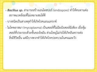 - Bacillus sp. สามารถสร้างเอนโดสปอร์ (endospore) ท้าให้ทนทานต่อ
สภาพแวดล้อมที่ไม่เหมาะสมได้ดี
- บางชนิดเป็นสาเหตุท้าให้เกิดโรคแอนแทรกซ์
- ไมโคพลาสมา (mycoplasma) เป็นเซลล์ที่ไม่มีผนังเซลล์มีเพียง เยื่อหุ้ม
เซลล์ที่ประกอบด้วยชันของไขมัน ส่วนใหญ่ไม่ก่อให้เกิดอันตรายต่อ
สิ่งมีชีวิตอื่น แต่มีบางพวกท้าให้เกิดโรคปอดบวมในคนและวัว
 