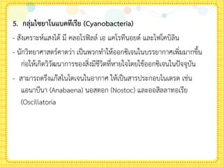 5. กลุ่มไซยาโนแบคทีเรีย (Cyanobacteria)
- สังเคราะห์แสงได้ มี คลอโรฟิลล์ เอ แคโรทีนอยด์ และไฟโคบิลิน
- นักวิทยาศาสตร์คาดว่า เป็นพวกท้าให้ออกซิเจนในบรรยากาศเพิ่มมากขึน
ก่อให้เกิดวิวัฒนาการของสิ่งมีชีวิตที่หายใจโดยใช้ออกซิเจนในปัจจุบัน
- สามารถตรึงแก๊สไนโตเจนในอากาศ ให้เป็นสารประกอบไนเตรต เช่น
แอนาบีนา (Anabaena) นอสตอก (Nostoc) และออสิลลาทอเรีย
(Oscillatoria
 
