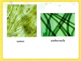 นอสตอก ออสซิลลาทอเรีย
 