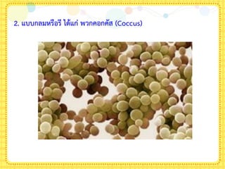 2. แบบกลมหรือรี ได้แก่ พวกคอกคัส (Coccus)
 