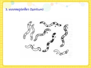 3. แบบกลมรูปเกลียว (Spirillum)
 