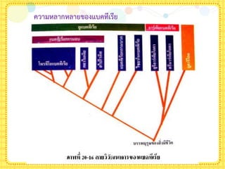 ความหลากหลายของแบคทีเรีย
 