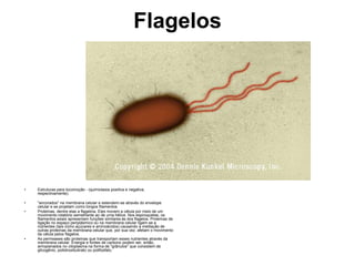 Flagelos




•   Estruturas para locomoção - (quimiotaxia positiva e negativa,
    respectivamente).

•   "ancorados" na membrana celular e estendem-se através do envelope
    celular e se projetam como longos filamentos
•   Proteínas, dentre elas a flagelina. Eles movem a célula por meio de um
    movimento rotatório semelhante ao de uma hélice. Nos espiroquetas, os
    filamentos axiais apresentam funções similares às dos flagelos. Proteínas de
    ligação no espaço periplásmico ou na membrana celular ligam-se a
    nutrientes (tais como açúcares e aminoácidos) causando a metilação de
    outras proteínas da membrana celular que, por sua vez, afetam o movimento
    da célula pelos flagelos.
•   As permeases são proteínas que transportam esses nutrientes através da
    membrana celular. Energia e fontes de carbono podem ser, então,
    armazenados no citoplasma na forma de "grânulos" que consistem de
    glicogênio, poliidroxibutirato ou polifosfato.
 