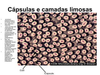 Cápsulas e camadas limosas
•    envolvem
    exteriormente o
    envelope celular.
•   bem definidas =
    cápsulas
•    mais amorfas são
    chamadas de
    camadas limosas
    ou glicocálix.
•   constituídas por
    polissacarídios. ou
    polipeptídio: o
    ácido
    poliglutâmico.
•   Não são
    essenciais à
    viabilidade celular
    e algumas
    linhagens dentro
    de uma espécie
    produzirão
    cápsulas enquanto
    que outras não.
•   As cápsulas de
    bactérias
    patogênicas
    inibem a sua
    ingestão e
    destruição pelos
    fagócitos do
    hospedeiro.
 