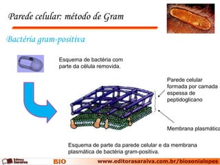 Parede celular: método de Gram

Bactéria gram-positiva

              Esquema de bactéria com
              parte da célula removida.

                                                     Parede celular
                                                     formada por camada
                                                     espessa de
                                                     peptidoglicano




                                                     Membrana plasmática


                 Esquema de parte da parede celular e da membrana
                 plasmática de bactéria gram-positiva.
 