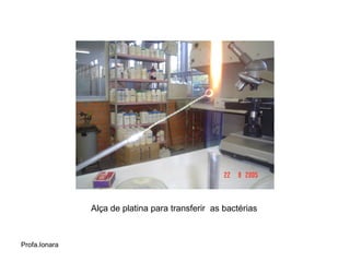 Alça de platina para transferir as bactérias



Profa.Ionara
 