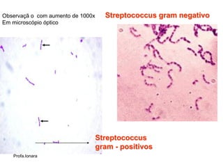 Observaçã o com aumento de 1000x     Streptococcus gram negativo
Em microscópio óptico




                                   Streptococcus
                                   gram - positivos
   Profa.Ionara
 