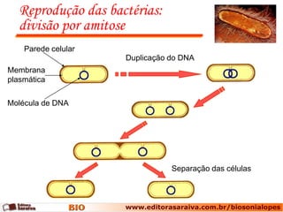 Reprodução das bactérias:
   divisão por amitose
    Parede celular
                     Duplicação do DNA
Membrana
plasmática

Molécula de DNA




                                Separação das células
 