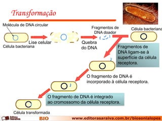 Transformação
Molécula de DNA circular
                                           Fragmentos de       Célula bacteriana
                                            DNA doador

             Lise celular             Quebra
Célula bacteriana                     do DNA            Fragmentos de
                                                        DNA ligam-se à
                                                        superfície da célula
                                                        receptora.

                                         O fragmento de DNA é
                                         incorporado à célula receptora.


                       O fragmento de DNA é integrado
                       ao cromossomo da célula receptora.

     Célula transformada
 