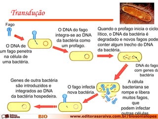 Transdução
  Fago
                            O DNA do fago       Quando o profago inicia o ciclo
                          integra-se ao DNA     lítico, o DNA da bactéria é
                           da bactéria como     degradado e novos fagos pode
   O DNA de                   um profago.       conter algum trecho do DNA
um fago penetra                                 da bactéria.
  na célula de
 uma bactéria.
                                                                   DNA do fago
                                                                  com genes da
                                                                    bactéria
     Genes de outra bactéria                                  A célula
       são introduzidos e      O fago infecta               bacteriana se
       integrados ao DNA       nova bactéria.              rompe e libera
     da bactéria hospedeira.                                muitos fagos,
                                                                que
                                                           podem infectar
                                                           outras células.
 