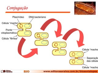 Conjugação
          Plasmídeo   DNA bacteriano

Célula “macho”

     Ponte
citoplasmática

Célula “fêmea”



                                       Célula “macho”


                                          Separação
                                          das células

                                       Célula “macho”
 