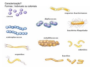 Caracterização?
Formas : Indiviuais ou coloniais
 
