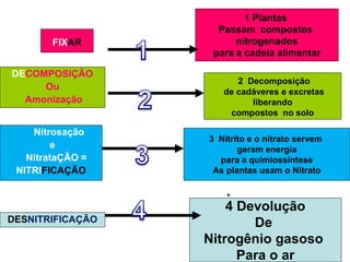 1 Plantas
                    Passam compostos
        FIXAR           nitrogenados
                   para a cadeia alimentar

DECOMPOSIÇÃO
                        2 Decomposição
     Ou
                     de cadáveres e excretas
  Amonização               liberando
                      compostos no solo

    Nitrosação
                  3 Nitrito e o nitrato servem
        e                geram energia
   NitrataÇÃO =     para a quimiossíntese
 NITRIFICAÇÃO      As plantas usam o Nitrato



                      4 Devolução
DESNITRIFICAÇÃO           De
                  Nitrogênio gasoso
                        Para o ar
 