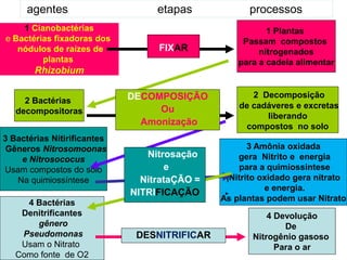 agentes                     etapas            processos
    1 Cianobactérias                                     1 Plantas
e Bactérias fixadoras dos                          Passam compostos
   nódulos de raízes de           FIXAR                nitrogenados
         plantas                                  para a cadeia alimentar
       Rhizobium

                             DECOMPOSIÇÃO            2 Decomposição
     2 Bactérias
                                  Ou              de cadáveres e excretas
   decompositoras
                                                        liberando
                               Amonização          compostos no solo
3 Bactérias Nitirificantes
Gêneros Nitrosomoonas                                3 Amônia oxidada
                                Nitrosação            Transformação
                                                  gera Nitrito e energia
    e Nitrosococus
Usam compostos do solo              e            De Amônia em Nitrito
                                                  para a quimiossintese
   Na quimiossíntese           NitrataÇÃO =                  e
                                               |Nitrito oxidado gera nitrato
                                                  Do Nitrito em Nitrato
                                                          e energia.
                             NITRIFICAÇÃO
                                              As plantas podem usar Nitrato
     4 Bactérias
    Denitrificantes                                      4 Devolução
       gênero                                                De
    Pseudomonas               DESNITRIFICAR          Nitrogênio gasoso
    Usam o Nitrato                                         Para o ar
   Como fonte de O2
 