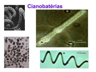 Cianobatérias
 
