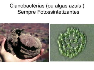 Cianobactérias (ou algas azuis )
   Sempre Fotossintetizantes
 