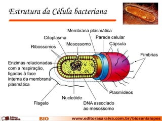 Estrutura da Célula bacteriana

                           Membrana plasmática
                Citoplasma             Parede celular
                           Mesossomo         Cápsula
          Ribossomos
                                                           Fímbrias
Enzimas relacionadas
com a respiração,
ligadas à face
interna da membrana
plasmática
                                              Plasmídeos
                        Nucleóide
           Flagelo                  DNA associado
                                    ao mesossomo
 