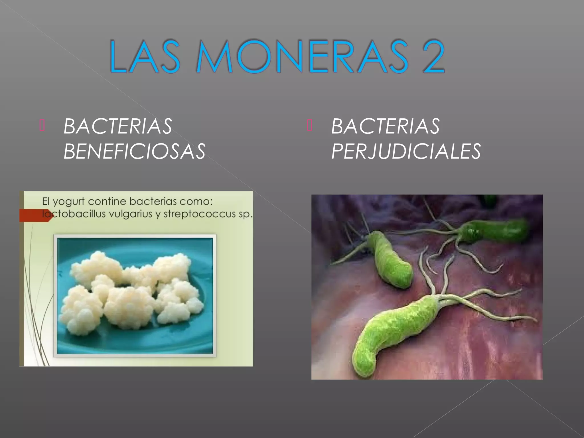 Moneras, hongos y protistas | PPT