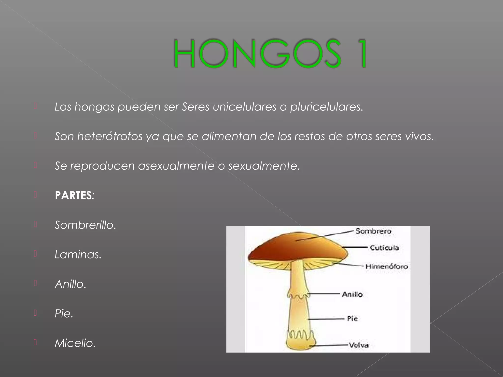 Moneras, hongos y protistas | PPT