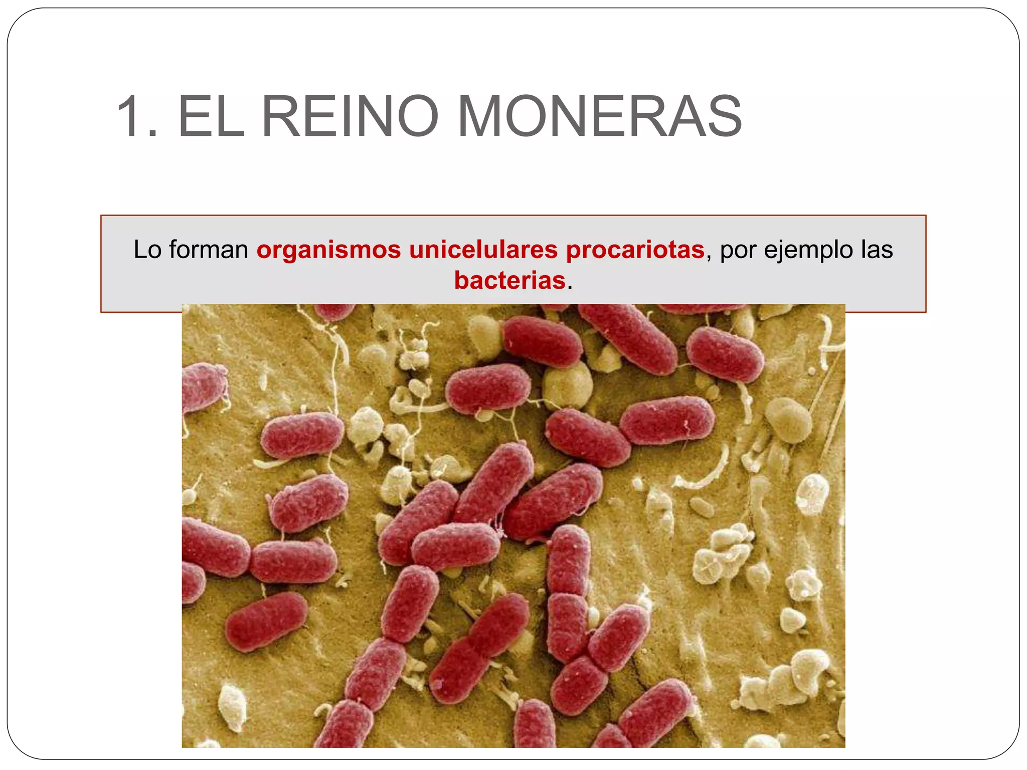 Moneras, protoctistas, hongos y plantas | PPTX