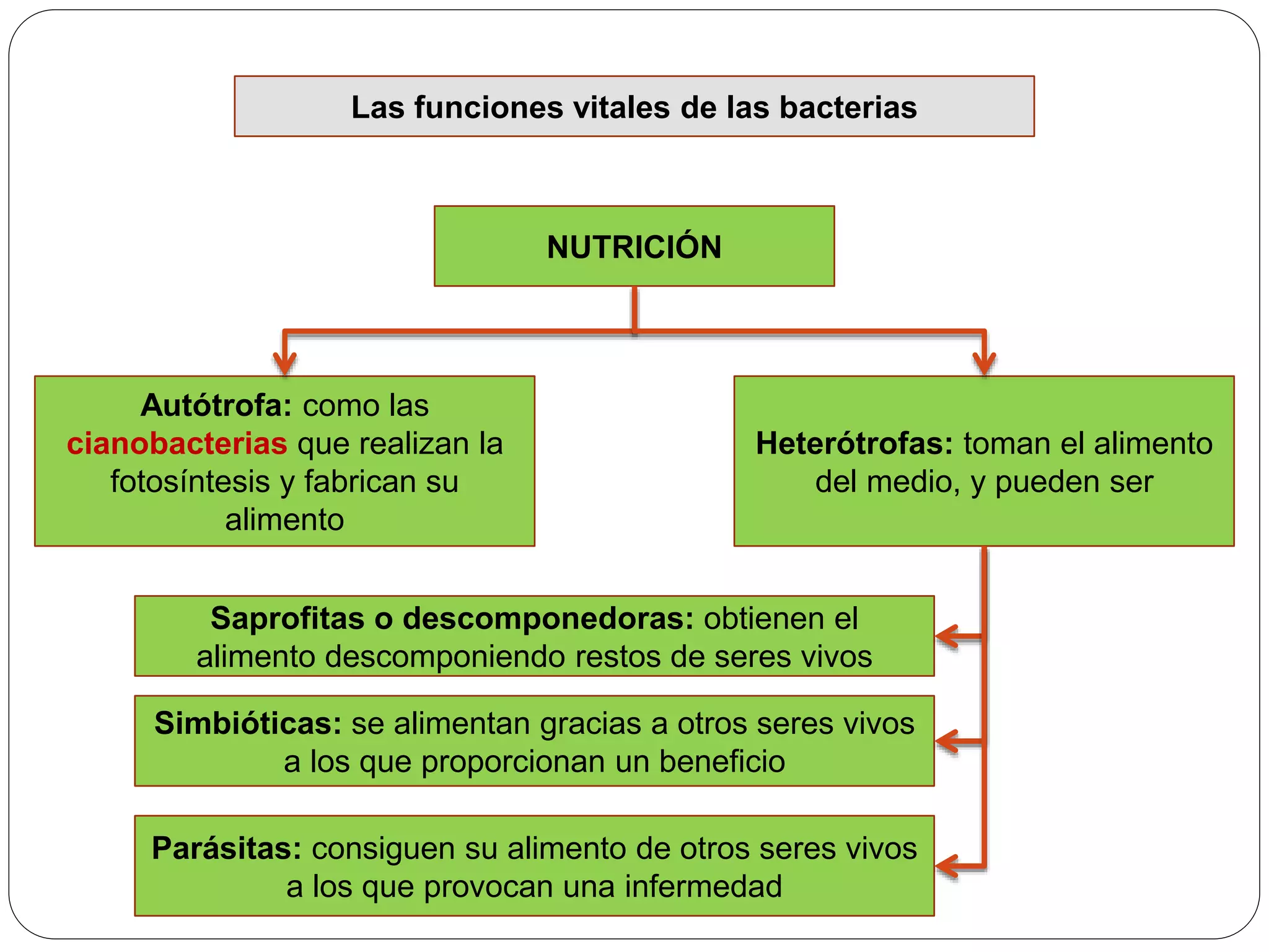 Moneras, protoctistas, hongos y plantas | PPTX