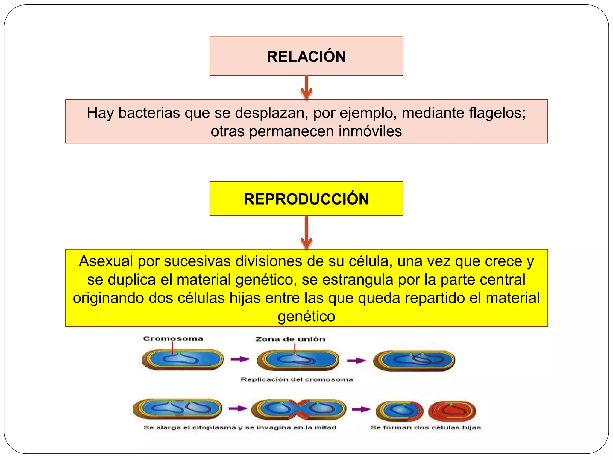 Moneras, protoctistas, hongos y plantas | PPTX