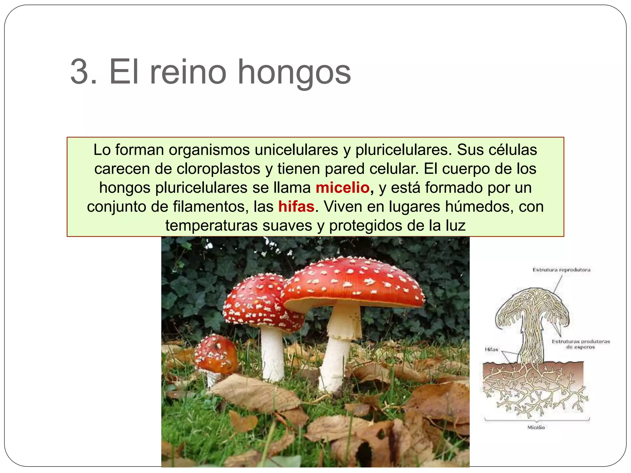 Moneras, protoctistas, hongos y plantas | PPTX