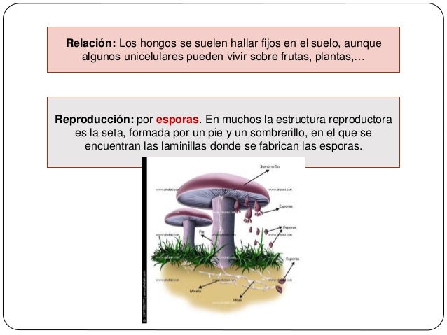 La grasa de lubricación al tratamiento del hongo de las uñas