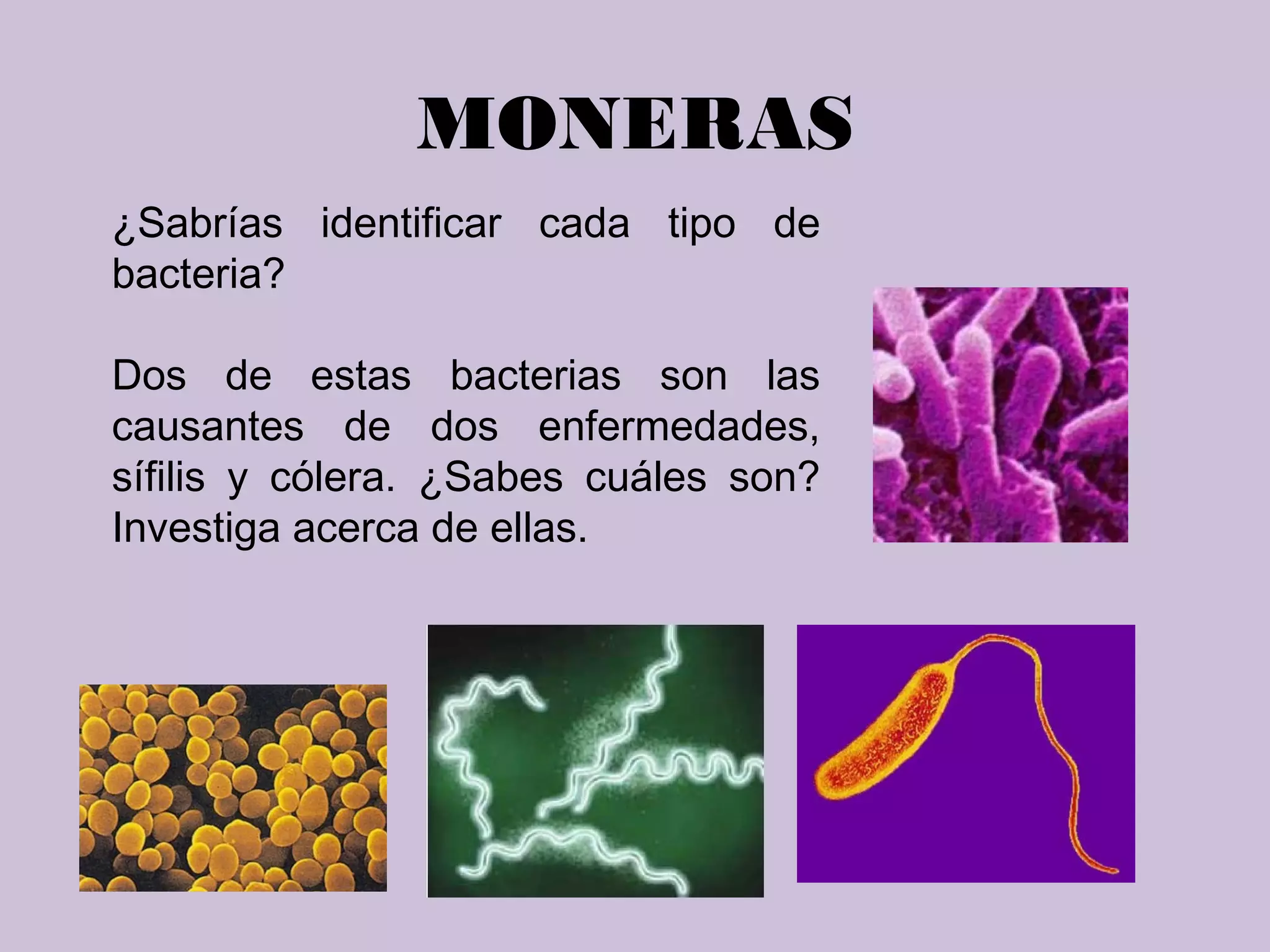 Moneras, protoctistas y hongos | PPT