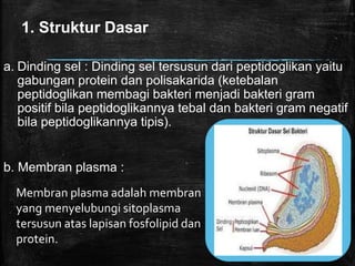 1. Struktur Dasar
a. Dinding sel : Dinding sel tersusun dari peptidoglikan yaitu
gabungan protein dan polisakarida (ketebalan
peptidoglikan membagi bakteri menjadi bakteri gram
positif bila peptidoglikannya tebal dan bakteri gram negatif
bila peptidoglikannya tipis).
b. Membran plasma :
Membran plasma adalah membran
yang menyelubungi sitoplasma
tersusun atas lapisan fosfolipid dan
protein.
 
