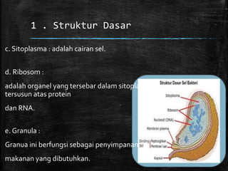 1 . Struktur Dasar
c. Sitoplasma : adalah cairan sel.
d. Ribosom :
adalah organel yang tersebar dalam sitoplasma,
tersusun atas protein
dan RNA.
e. Granula :
Granua ini berfungsi sebagai penyimpanan cadangan
makanan yang dibutuhkan.
 