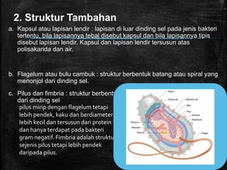 2. Struktur Tambahan
a. Kapsul atau lapisan lendir : lapisan di luar dinding sel pada jenis bakteri
tertentu, bila lapisannya tebal disebut kapsul dan bila lapisannya tipis
disebut lapisan lendir. Kapsul dan lapisan lendir tersusun atas
polisakarida dan air.
b. Flagelum atau bulu cambuk : struktur berbentuk batang atau spiral yang
menonjol dari dinding sel.
c. Pilus dan fimbria : struktur berbentuk seperti rambut halus yang menonjol
dari dinding sel
pilus mirip dengan flagelum tetapi
lebih pendek, kaku dan berdiameter
lebih kecil dan tersusun dari protein
dan hanya terdapat pada bakteri
gram negatif. Fimbria adalah struktur
sejenis pilus tetapi lebih pendek
daripada pilus.
 