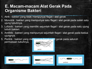 E. Macam-macam Alat Gerak Pada
Organisme Bakteri
1. Atrik : bakteri yang tidak mempunyai flagel / alat gerak
2. Monotrik : bakteri yang mempunyai satu flagel / alat gerak pada salah satu
ujung tubuhnya.
3. Lofotrik : bakteri yang memiliki sejumlah flagel / alat gerak pada satu ujung
tubuh bakteri.
4. Amfitrik : bakteri yang mempunyai sejumlah flagel / alat gerak pada kedua
ujungnya.
5. Peritrik : bakteri yang mempunyai flagel / alat gerak pada seluruh
permukaan tubuhnya.
 