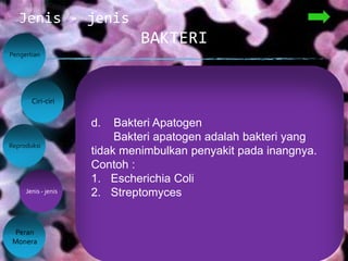BAKTERI
Jenis - jenis
Pengertian
Reproduksi
Peran
Monera
Ciri-ciri
Jenis - jenis
1. Bakteri Heterotrof
Pada umumnya bakteri ini tidak berklorofil.
Kehidupan bakteri ini sangat tergantung pada
bahan organik yang ada di sekitarnya, karena
bakteri tersebut tidak dapat mengubah bahan
anorganik menjadi bahan organik.
Bakteri heterotrof dapat dibedakan sebagai
berikut :
a. Bakteri Parasit
Bakteri parasit mendapatkan zat makanan
dari organisme lain yang ditumpainya (inang).
Contohnya :
Famili spirochaeceae
Famili terponemataceae
Borrelia nouyi
Borrelia burgdorferi
b. Bakteri Saprofit
Bakteri saprofit adalah bakteri yang
kebutuhan makananya diperoleh dari sisa
sisa organisme yang telah mati. Bakteri jenis
ini dapat merobak bahan organik menjadi
bahan anorganik. Perombakan bahan organik
menjadi anorganik terjadi melalui fermentasi
atau respirasi.
Contohnya :
Escheriachia coli
Methanobacterium omenlianskii
c. Bakteri patogen adalah bakteri parasit
yang menimbulkan penyakit pada inangnya,
yaitu :
1) Pada Manusia :
a) Salmonella Typhosa, menyebabkan penyakit
tifus
2) Pada tumbuhan :
a) P. Solanacearum, menyebakan penyakit pada
pisang
3) Pada hewan :
a) Bacillus Anthracis, menyebakan penyakit
antraks pada ternak
d. Bakteri Apatogen
Bakteri apatogen adalah bakteri yang
tidak menimbulkan penyakit pada inangnya.
Contoh :
1. Escherichia Coli
2. Streptomyces
 