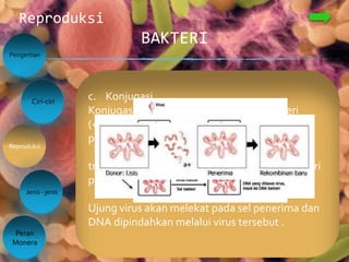 BAKTERI
Reproduksi
Pengertian
Reproduksi
Peran
Monera
Ciri-ciri
2. Reproduksi Seksual/generative
Bakteri berbeda dengan eukariota dalam hal cara
penggabungan DNA yang datang dari dua
individu ke dalam satu sel. Proses-proses pada
reproduksi seksual ini adalah :
a. transformasi,
b. transduksi
c. konjugasi.
Jenis - jenis
a. Transformasi
Transformasi
Dalam konteks genetika bakteri, transformasi
merupakan perubahan suatu genotipe sel bakteri
dengan cara mengambil DNA asing dari
lingkungan sekitarnya. Proses ini merupakan
rekombinasi genetik dan perputaran segmen
DNA dengan cara pindah silang (crossing over).
Sel yang ditransformasi ini sekarang memiliki
satu kromosom yang mengandung DNA, yang
berasal dari dua sel yang berbeda
b. Transduksi
pemindahan materi genetik bakteri ke bakteri lain dengan
perantaraan virus. Proses transduksi:
•kepingan ganda DNA dipisahkan dari sel bakteri donor ke sel
bakteri penerima oleh bakteriofage (virus bakteri).
•virus – virus baru sudah terbentuk dan akhirnya menyebabkan
lisis pada bakteri
•bakteriofage yang nonvirulen (menimbulakan respon lisogen)
memindahkan DNA dan bersatu dengan DNA inangnya
•Virus dapat menyambungkan materi genetiknya ke DNA bakteri
dan membentuk profag.
•Ketika terbentuk virus baru, di dalam DNA virus sering terbawa
sepenggal DNA bakteri yang diinfeksinya
c. Konjugasi
Konjugasi adalah bergabungnya dua bakteri
(+ dan –) dengan membentuk jembatan untuk
pemindahan materi genetik. Proses konjugasi :
transfer DNA dari sel bakteri donor ke sel bakteri
penerima melalui ujung virus.
Ujung virus akan melekat pada sel penerima dan
DNA dipindahkan melalui virus tersebut .
 