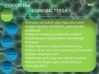 CYANOBACTERIA
PENGERTIAN
Ciri-ciri
Reproduksi
Jenis - jenis
Peran
Monera
Pengertian
Struktur sel tubuh alga hijau biru sama
dengan struktur sel bakteri, yaitu bersifat
prokariotik
Alga ini mempunyai klorofil di dalam
sitoplasmanya, tetapi belum mempunyai
kloroplas
Alga hijau biru hidup di tempat yang
lembap, di air, dan ada pula yang bersimbiosis
dengan organisme lain
Beberapa jenis alga biru dapat bertahan
hidup pada lingkungan yang suhunya
mencapai 85oC
 