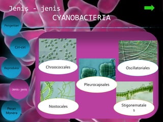 CYANOBACTERIA
Jenis - jenis
Pengertian
Reproduksi
Peran
Monera
Ciri-ciri
Jenis - jenis
Chroococcales
Pleurocapsales
Oscillatoriales
Stigonematale
s
Nostocales
 