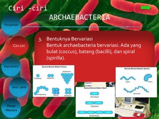 ARCHAEBACTERIA
Ciri -ciri
Pengertian
Reproduksi
Jenis - jenis
Peran
Monera
Ciri-ciri 1. Bersifat prokariotik karena archaebacteria tidak
memiliki inti sel. Karena bersifat prokariotik maka dia
juga bersifat uniseluler yaitu hanya terdiri dari satu
sel tunggal.
2. Ukuran 0,1 – 15 nanometer
Dengan ukuran seperti ini dia sulit untuk dilihat,
tapi dapat dilihat dengan menggunakan
mikroskop elektron.
3. Bentuknya Bervariasi
Bentuk archaebacteria bervariasi. Ada yang
bulat (coccus), batang (bacilli), dan spiral
(spirilla).
 