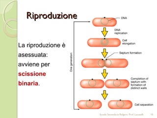 La riproduzione è
asessuata:
avviene per
scissione
binaria.
RiproduzioneRiproduzione
10Scuola Secondaria Bolgare. Prof. Locatelli
 