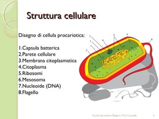 Struttura cellulareStruttura cellulare
Disegno di cellula procariotica:
1.Capsula batterica
2.Parete cellulare
3.Membrana citoplasmatica
4.Citoplasma
5.Ribosomi
6.Mesosoma
7.Nucleoide (DNA)
8.Flagello
3Scuola Secondaria Bolgare. Prof. Locatelli
 