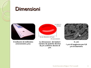DimensioniDimensioni
6Scuola Secondaria Bolgare. Prof. Locatelli
 