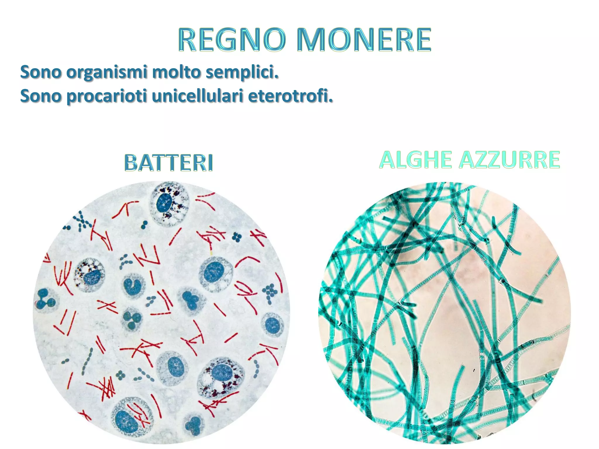 Monere e protisti | PDF