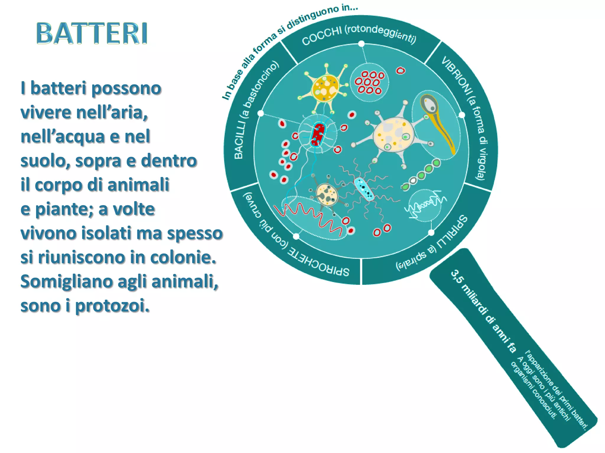 Monere e protisti | PDF