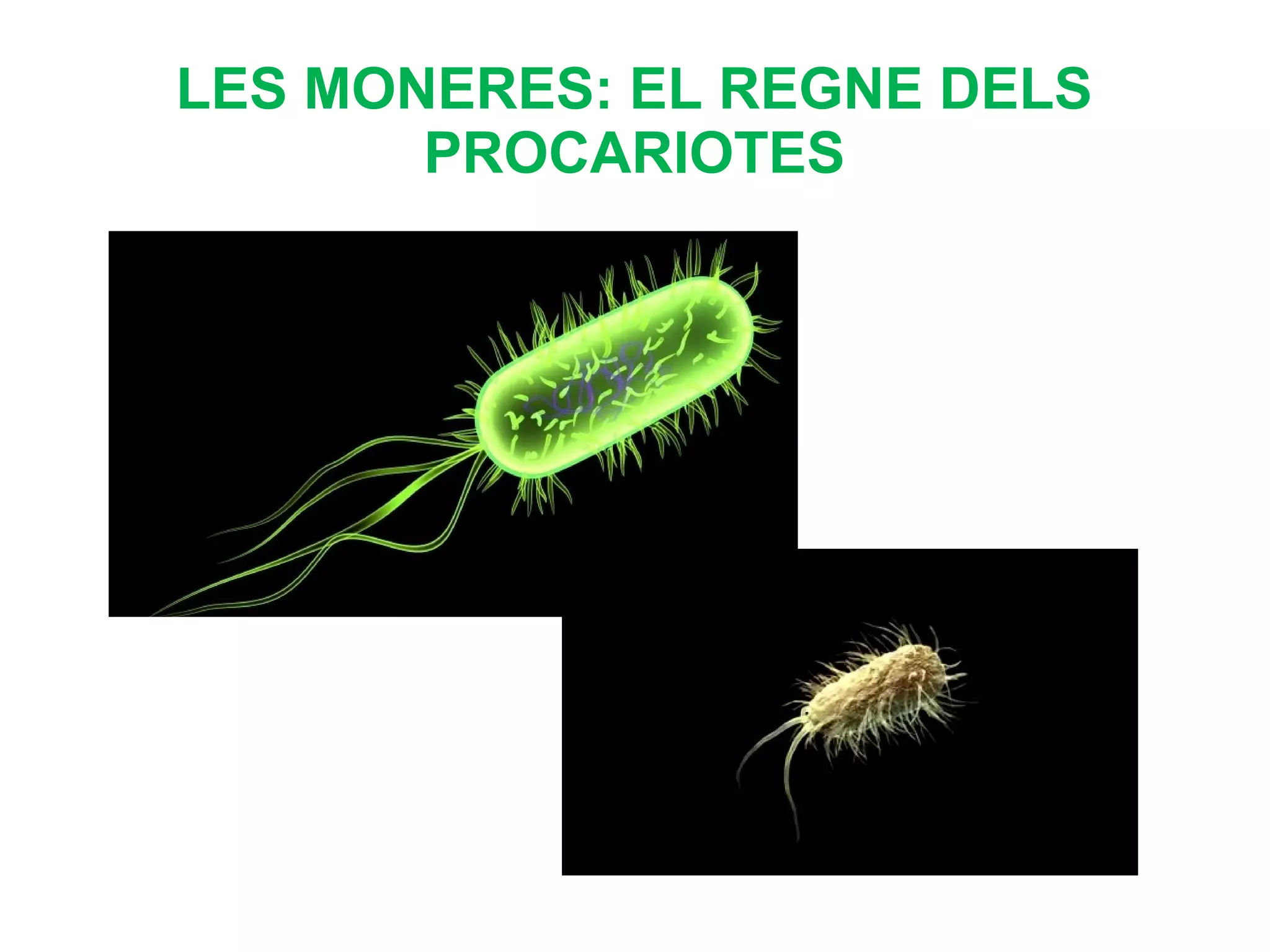 Moneres 1 rESO | PPT