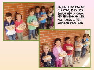 EN UN A BOSSA DE
PLÀSTIC, ENS LES
EMPORTEM A CASA
PER ENSENYAR-LES
ALS PARES I PER
MENJAR-NOS-LES
 